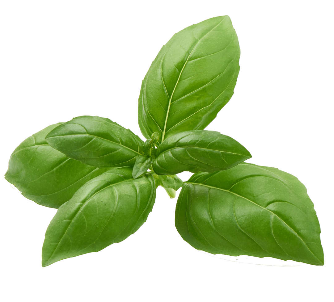 Fresh basil leaves on a transparent background