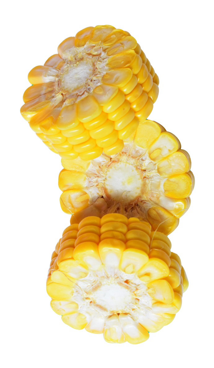 Segments of corn cobs on a transparent background